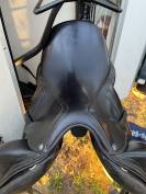 Antares dressage cadence 