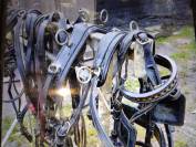 Harnais marathon en paire taille poney 