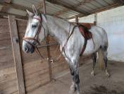 Modèle Sattel Prestige Sidney