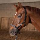 Licol cuir Flash - Harry's Horse - Anatomique et chic