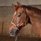 Licol cuir Flash - Harry's Horse - Anatomique et chic