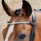 Frontal en cuir Rainbow multicolore - Harry's Horse - Cristaux