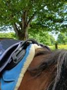 Selle GHOST Florac Piccolo