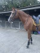 Selle de dressage devoucoux Harmonie S 17,5