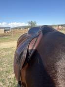 Selle d’obstacle Équipe Expression 17,5´´ 