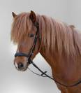 Bridon Hannover muserolle allemande - Waldhausen - Confort optimal
