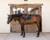 Tapis de selle Velvet Mini Perles - Kentucky - Velours luxueux