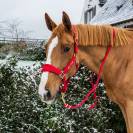 Longe Basic - Kentucky - Nylon tressé