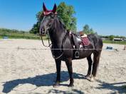 Vend CLARIDGE HOUSE Glossy Vernon Bridon avec Rênes et 