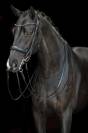 Bride de dressage Grace - HKM - Cuir avec strass