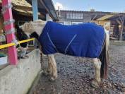 Chemise de box Horseware Rambo