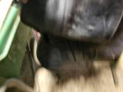 Selle Devoucoux 2002 en bon &eacute;tat 17,5