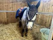 Bridon in horse we trust frontal disco vague parfait 