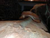 Sella da salto ostacoli Antar&egrave;s Alta&iuml;r 17.5" - 2010