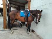 Sella mista KENT & MASTERS  17" - 2020