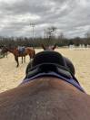 Selle de dressage antares 17p