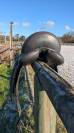 Selle de dressage Eric Thomas 17"