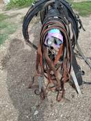 Harnais cheval de trait