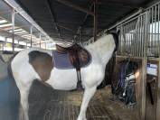 Selle devoucoux chiberta 17"