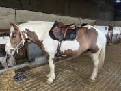 Selle devoucoux chiberta 17"