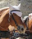 Bonnet chasse mouches blanc neuf cheval de trait