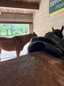 Selle devoucoux chiberta O