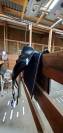 Selle dressage Antares 17&rsquo;