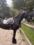 Selle Bruno delgrange 18 pouces