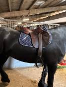 Selle Bruno delgrange 18 pouces