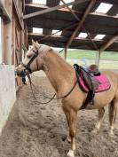 Sella mista Eric Thomas  16.5" - 2015