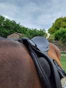 Stubben Scandica 18" - 30cm