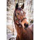 Licol NeonFlash Poney - HKM - T&ecirc;ti&egrave;re rembourr&eacute;e, r&eacute;glable