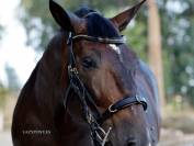 Cabezada cavesson acad&eacute;mica Lazypony/ Cavesson bridle