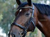 Cabezada cavesson acad&eacute;mica Lazypony/ Cavesson bridle
