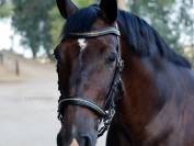 Cabezada anat&oacute;mica clincher Lazypony/ Clincher bridle