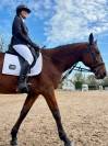 Selle de dressage 