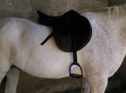 selle Mondange sport 17"