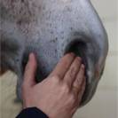 S&eacute;rum S&eacute;r&eacute;nit&eacute; 35ml - Nellumbo - Apaisant naturel