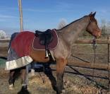 Selle forestier NEUVE 17p 