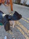 Selle de dressage FORESTIER Aachen