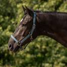 Licol rembourr&eacute; avec longe SS26 - QHP