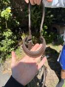 Filet anatomique HKM 