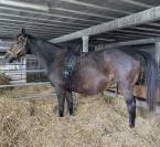 CEINTURE POULINAGE A VENDRE 450 E