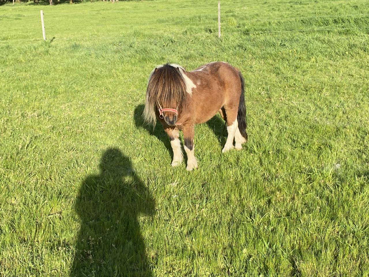 Etalon mini shetland pp