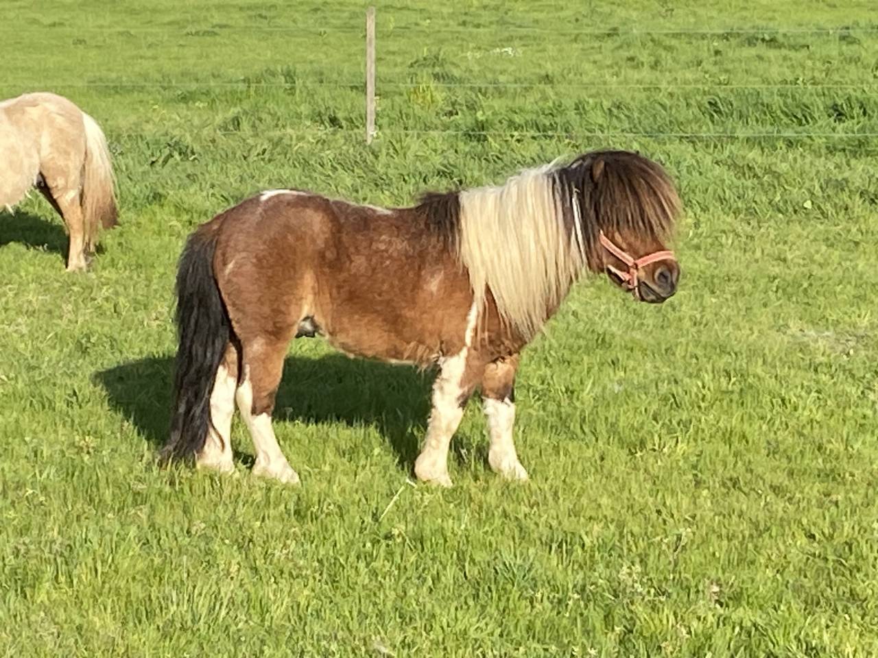 Etalon mini shetland pp