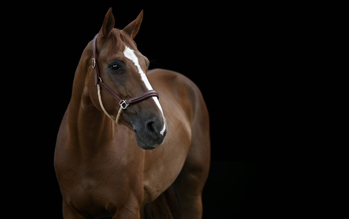 Hongre de 10 ans 120-125