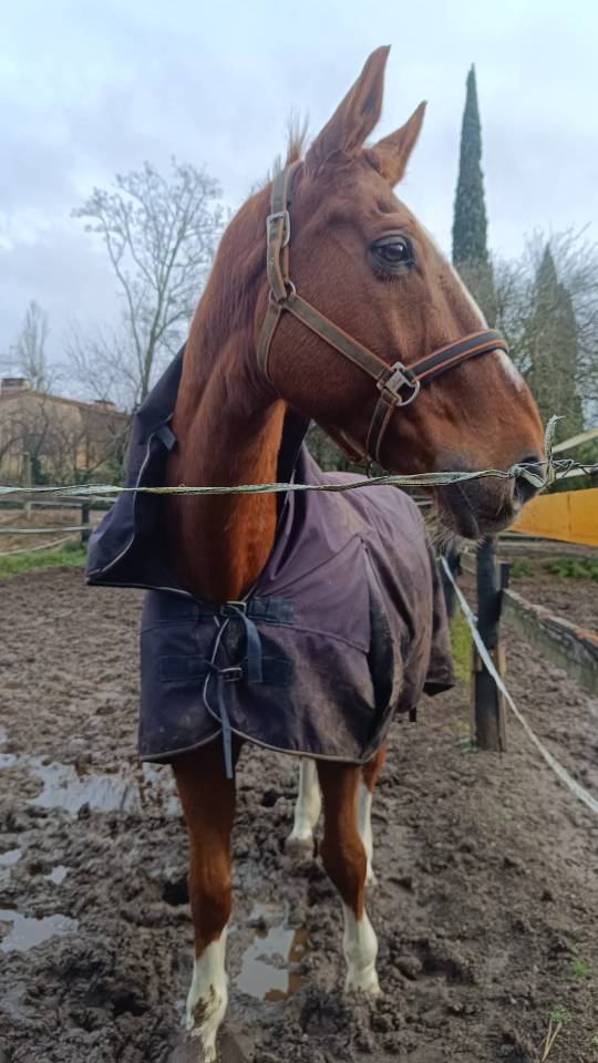 Cheval &agrave; donner