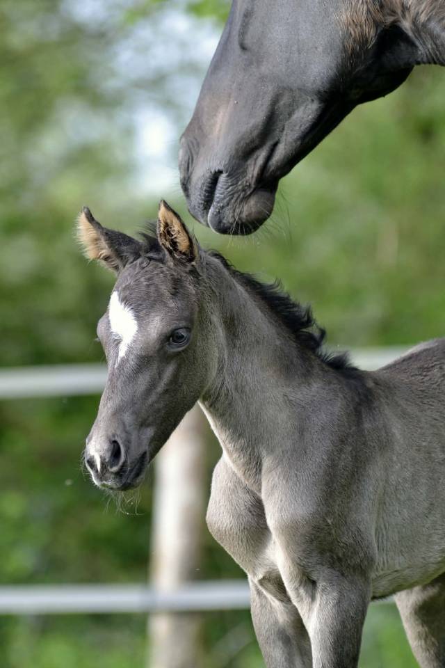 Pouliche Half Quarter Horse OC