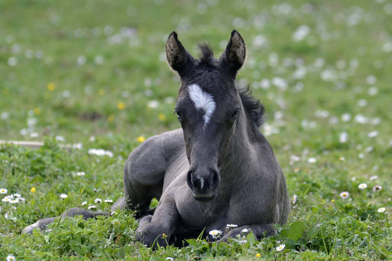 Pouliche Half Quarter Horse OC