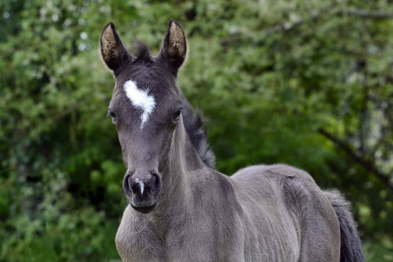 Pouliche Half Quarter Horse OC